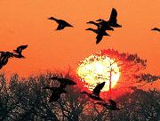 Nature en Gironde